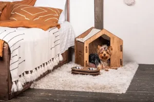 beautiful-yorkshire-terrier-dog
