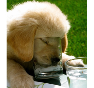 نکات مهم در آب مناسب برای نوشیدن سگ
