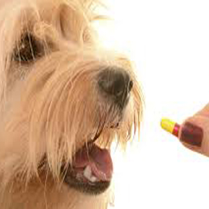 درمان های ضد انگلی در سگ ( ژرمن شپرد )