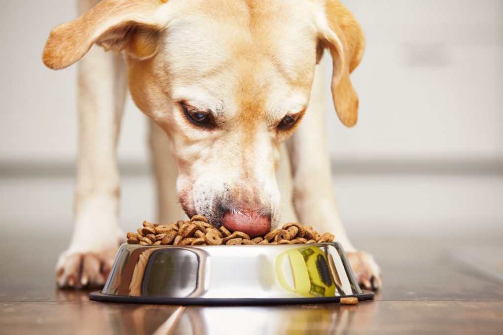 بهترین غذای خشک برای سگ را از کجا بخریم؟