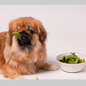 تغذيه توله سگ هاى ٦ماه تا ١سال ( ژرمن شپرد - شیتزو )