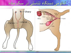 عقیم-کردن-سگ-ماده.