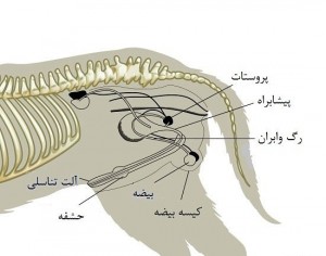 عقیم کردن سگ نر