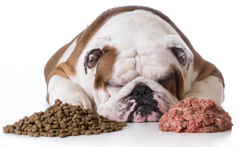 غذای خشک برای سگ بهتر است یا غذای کنسروی؟