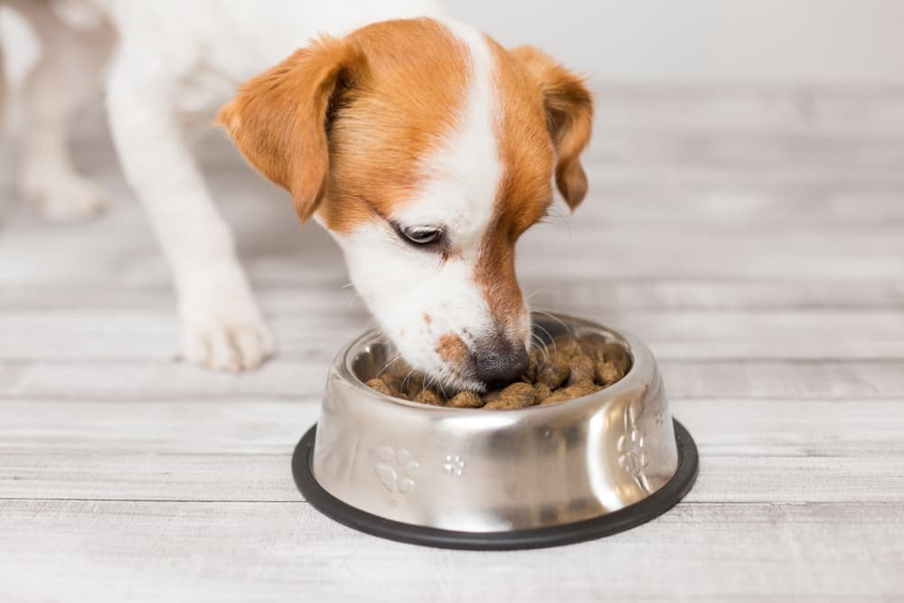 غذای مناسب و مقوی برای سگ شیرده چیست